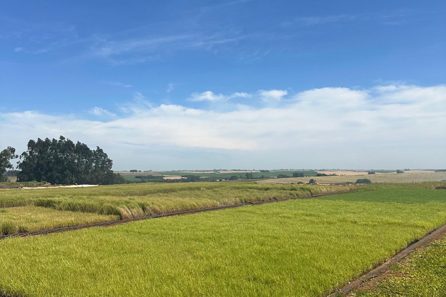 Agrônomo da Xiru Mudas analisando solo no campo antes do plantio de Tifton 85
