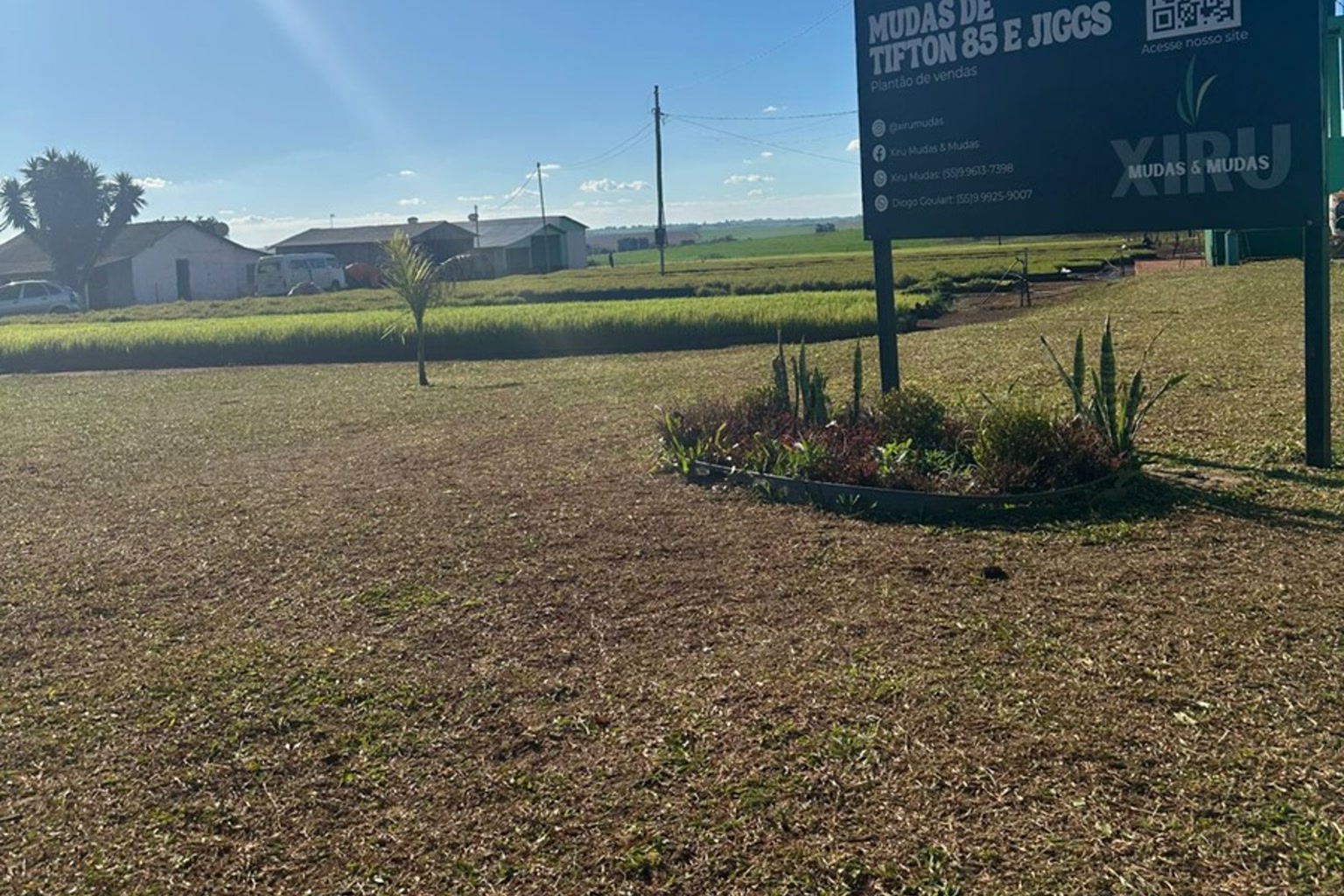 Trator gradando terreno preparado para plantio mecanizado de Tifton