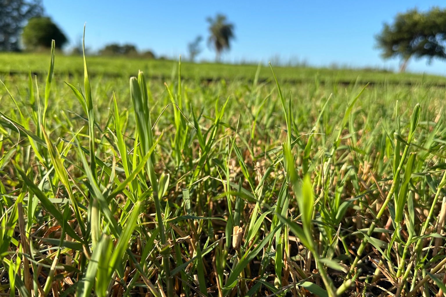 Vista aérea drone de pastagem de Tifton fechada com piquetes e gado pastejando